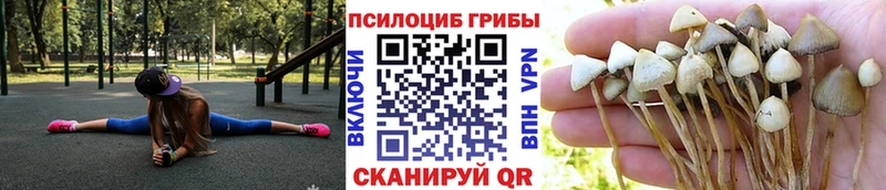 Галлюциногенные грибы мицелий  закладка  Гурьевск 